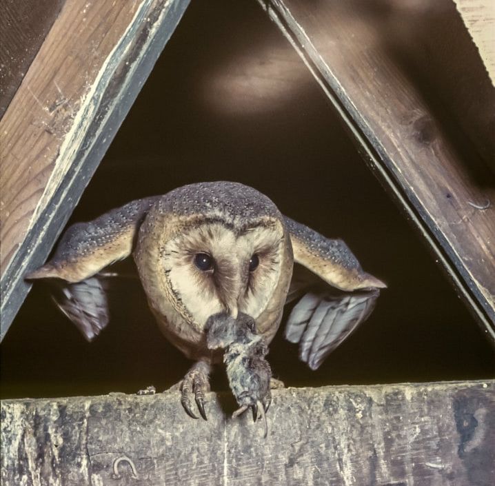 Schleiereule mit Beute (Foto: Herwig Winter)