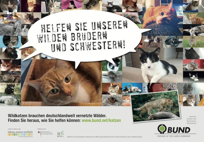 Das BUND (Wild-)Katzenplakat hängt in den Bahnhöfen von Frankfurt, Darmstadt, Kassel, Wiesbaden und Gießen.