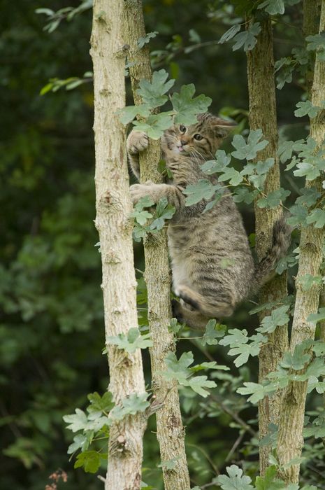 Wildkatze klettert (Foto: Thomas Stephan)
