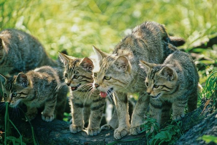 Wildkatzenfamilie (Foto: Thomas Stephan/BUND-Wildkatzensprung)