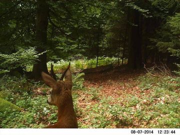 Rehbock: Der Blick in den Wald. Ein Rehbock schaut sich vor der Kamera um.