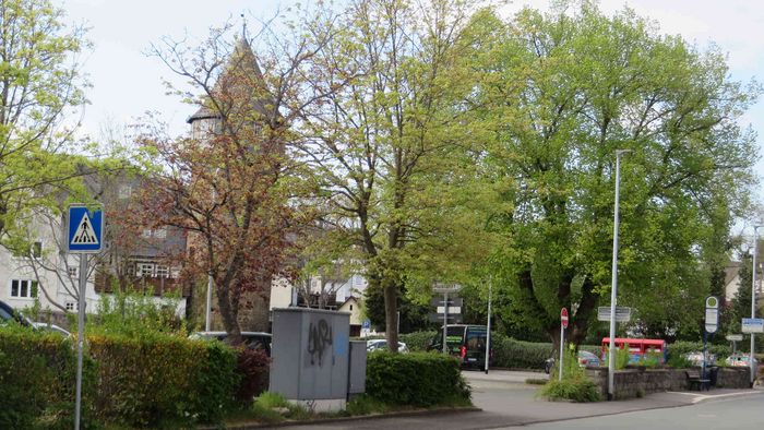 Durstige Stadtbäume in Herbron