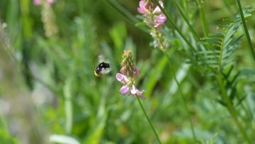 Hummel im Anflug.