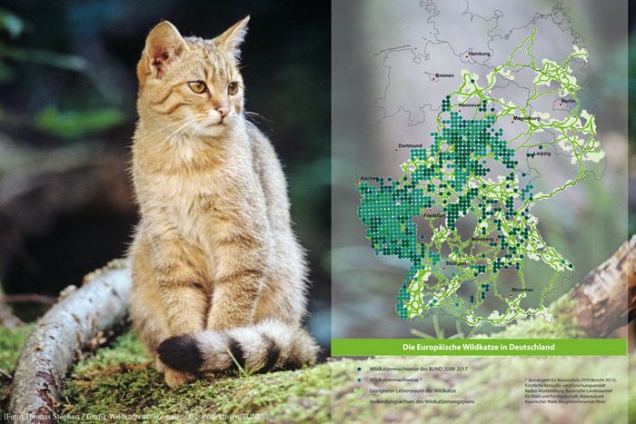 Wildkatze auf Ast (Foto: Thomas Stephan) + Karte Wildkatzenvorkommen 2017 (Grafik: Die Projektoren / BUND)