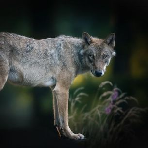 Wolf im Wald