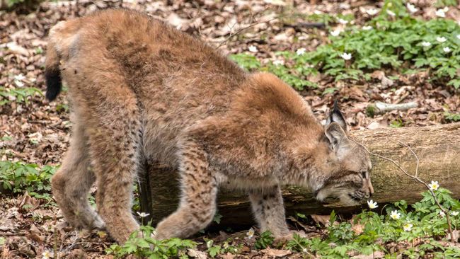 Luchs (lynx lynx) im Wald