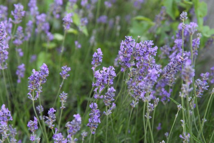 Lavendel hält Trockenheit gut aus und zieht Insekten magisch an.