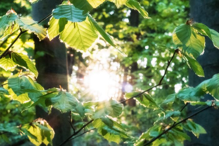 Sonne im Buchenwald (Foto: Niko Martin)