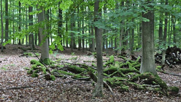 Mit Moos bewachsenes Totholz auf dem Waldboden im Dannenröder Wald.
