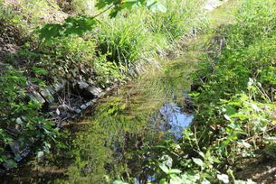 Bachlauf mit Kaulquappen