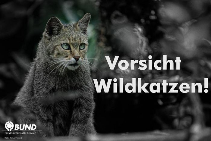 Vorsicht Wildkatzen (Foto: BUND Projekt Wildkatzensprung/Thomas Stephan)