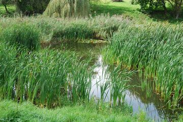Auweiher in Ober-Beerbach vor der Renaturierung