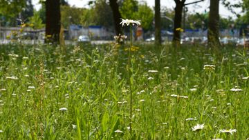 Blumenwiese im Frankfurter Nordend. (Foto: FSH)