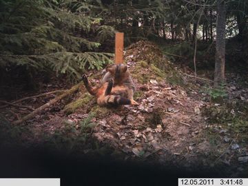 Wildkatze am Lockstock in der Umgebung von Frankenberg