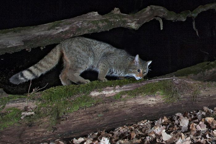 Wildkatze auf nächtlichem Streifzug.
