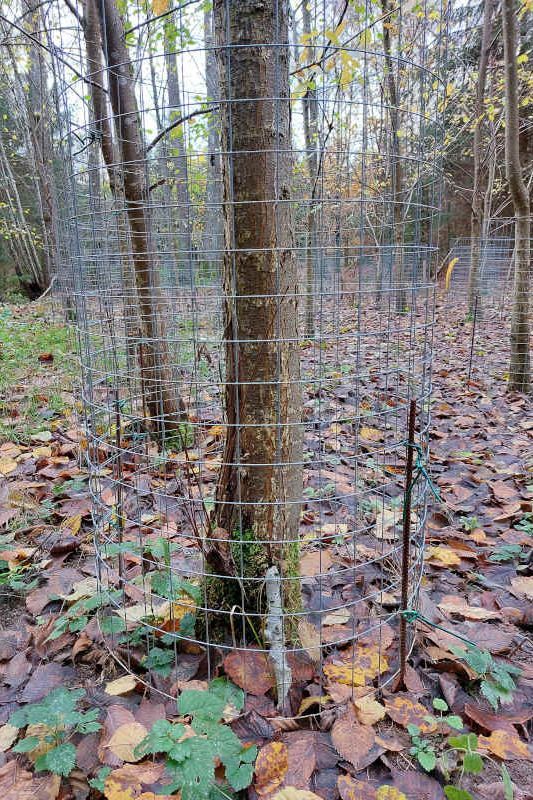Ein Drahtzaun ist als Schutz vor dem Biber um einen Baum geführt 