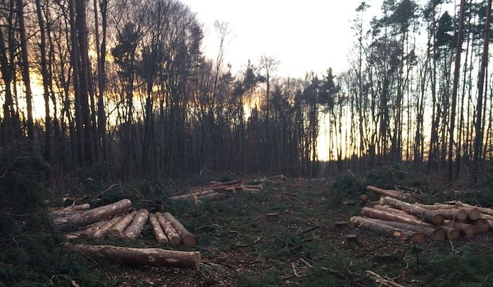 Von Sehring vor dem Stopp im Dezember 2013 gefällte Bäume (Foto: BUND Hessen).