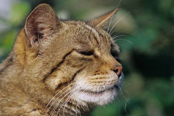 Wildkatze (Foto: Thomas Stephan).