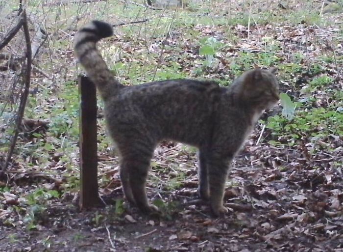 Wildkatze am Lockstock in Dudenrode (B. Hennemuth/BUND Hessen)