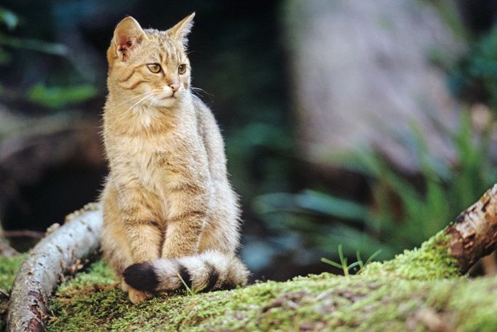 Wildkatze auf Baumstamm (Foto: Thomas Stephan / BUND)