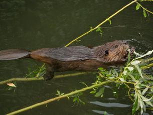 Biber im Wasser