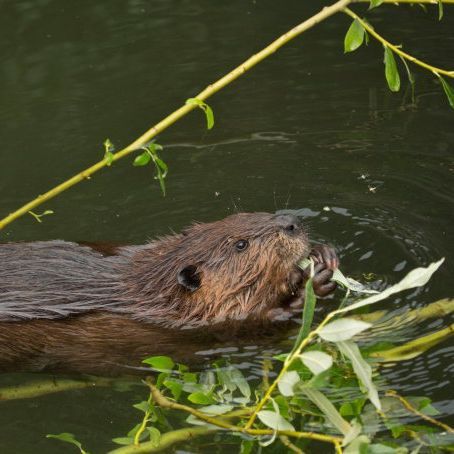 Biber im Wasser.