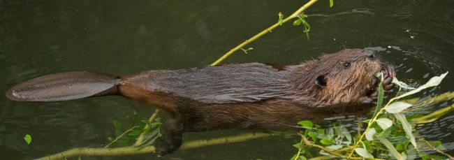 Biber im Wasser