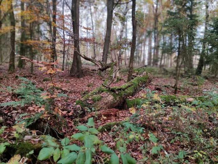 Der Dannenröder Wald in Mittellhessen im Herbst.
