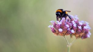Hummel am Ackerrand