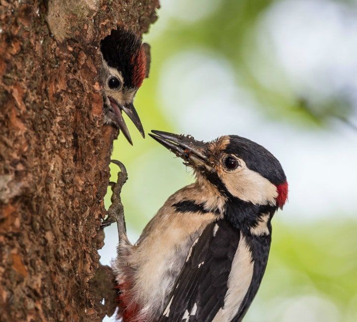 Buntspecht-Männchen füttert Jungvogel (Foto: Herwig Winter)