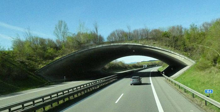 Eine Grünbrücke führt über eine Autobahn