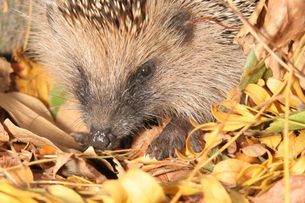 Igel im Laub