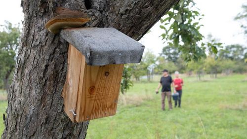 Gartenschläfer-Nistkasten auf Streuobstwiese