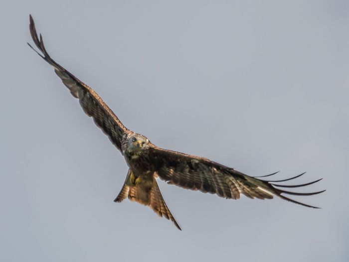 Rotmilan im Flug