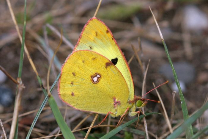 Goldene Acht – Schmetterling des Jahres 2017 (Foto: Heiner Ziegler/BUND)
