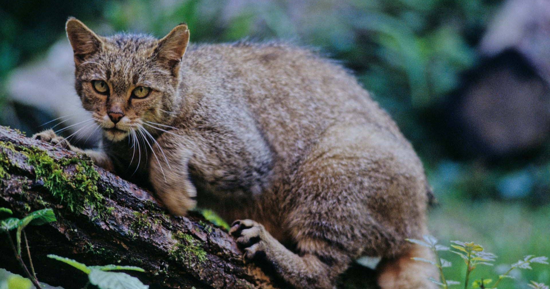 Europäische Wildkatze auf Baumstamm (Foto: Thomas Stephan)