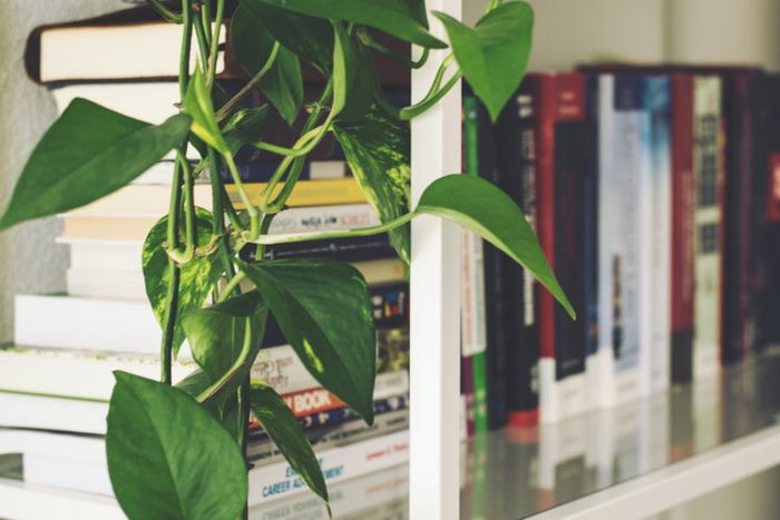 Bücherregal mit Zimmerpflanze
