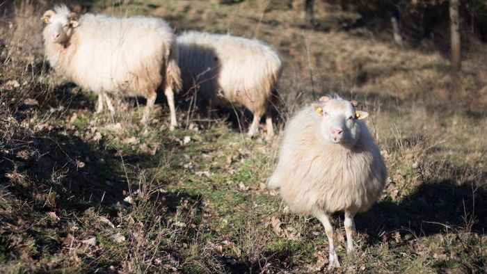 Schafe sind wichtige Helfer für den Erhalt der biologischen Vielfalt. 