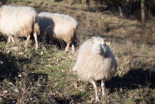 Schafe auf Weide
