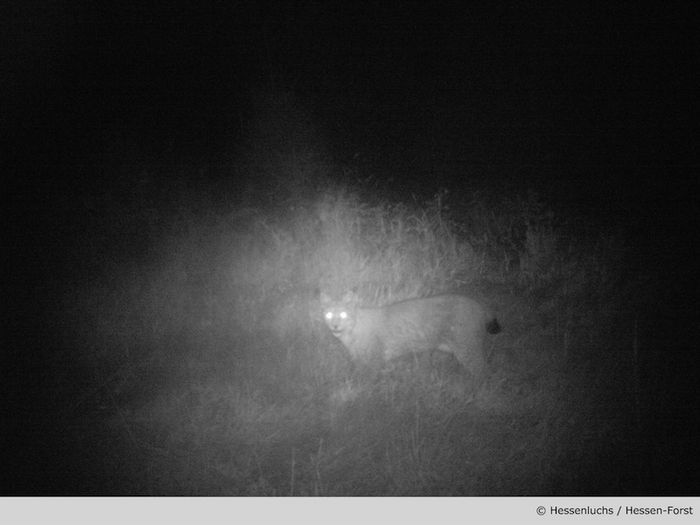 Luchsnachweis mittels Fotofalle in der Nacht (AK Hessenluchs / Hessen-Forst)