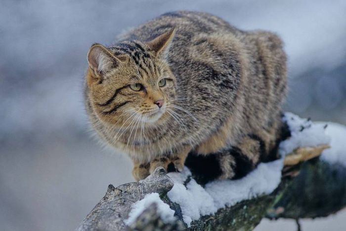 Wildkatze auf schneebedecktem Ast (Foto: Thomas Stephan BUND)