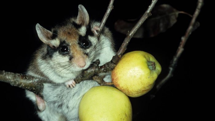 Gartenschläfer (Eliomys quercinus) auf Apfel.
