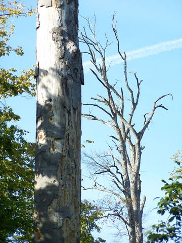 Geschädigte Bäume im Hessischen Ried.