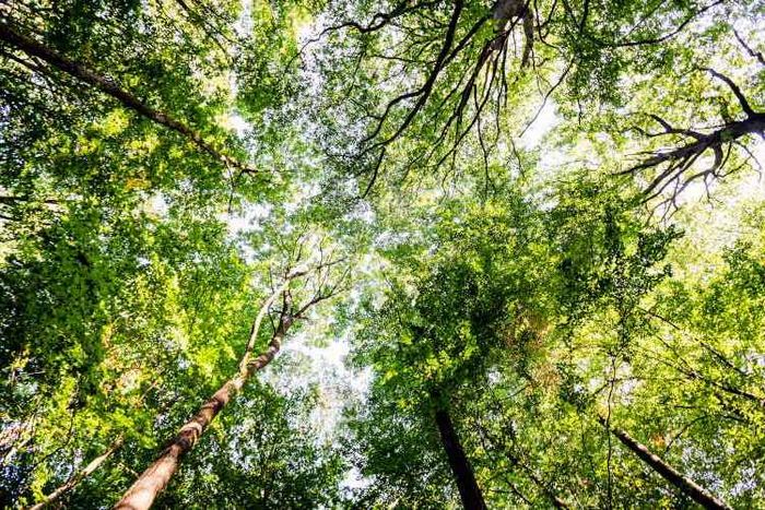 Dannenroeder Wald Blick von unten