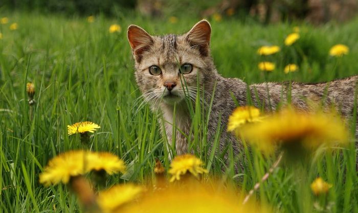 Wildkatze streift durch Blumenwiese