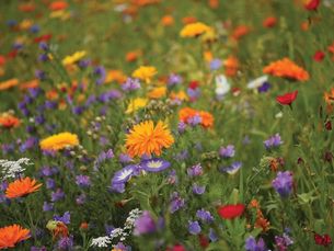 Blumenwiese