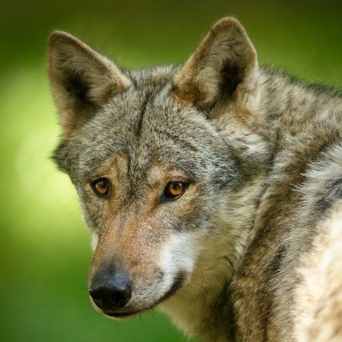 Wolf blickt nach hinten