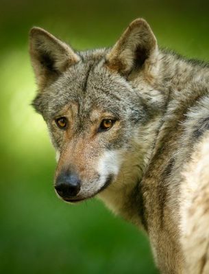 Wolf blickt nach hinten
