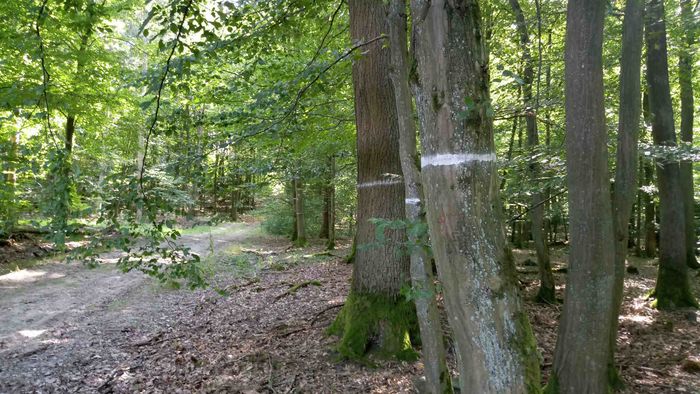 Markierte Bäume Dannenröder Forst