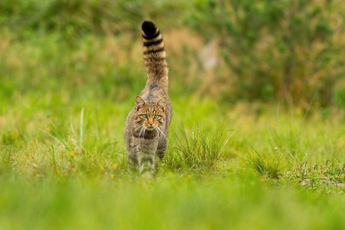 Europäische Wildkatze lauft über Rasen